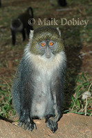 : Cercopithecus mitis; Sykes Monkey