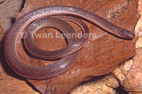 : Carphophis amoenus