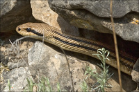 : Elaphe quatuorlineata quatuorlineata; Four-lined Snake