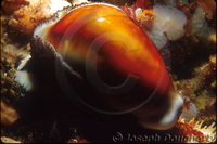 : Cypraea spadicea; Chestnut Cowry