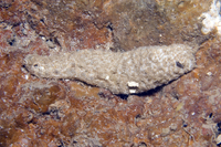 : Holothuria jousseaumi