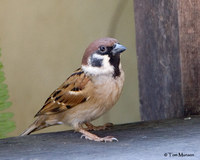 Eurasian Tree Sparrow