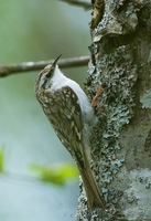 trekryper / treecreeper (Certhia familiaris)