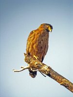 Crested Serpent-Eagle Spilornis cheela
