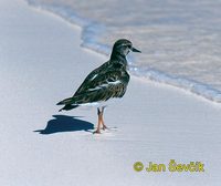 Photo of kamenáček pestrý, Arenaria interpres, Ruddy Turnstone, Chorlete comun