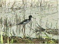 Black-necked (Hawaiian) Stilt