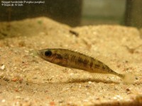 Nipigget hundestejle (Pungitius pungitius) Foto/billede af