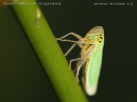 Cicadella viridis - green leafhopper