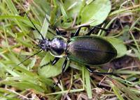 Carabus scheidleri