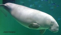 Dugong (Seacow)