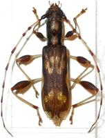 Plectromerus pseudoexis
