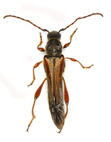 Stenopterus rufus rufus