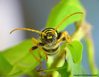 Plagionotus arcuatus var. fasciicollis