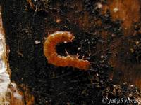 Cucujus cinnaberinus