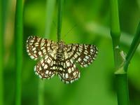 Chiasmia clathrata - Latticed Heath