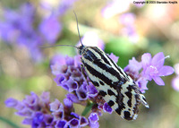 Emmelia trabealis - Spotted Sulphur