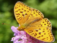 Argynnis adippe adippe