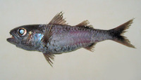 Synagrops japonicus, Japanese splitfin: fisheries