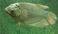 Osphronemus goramy, Giant gourami: fisheries, aquaculture, aquarium