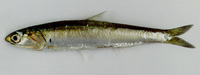 Encrasicholina heteroloba, Shorthead anchovy: fisheries, bait