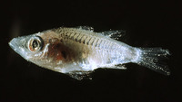 Microichthys coccoi, :