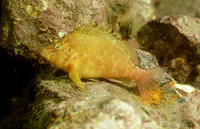 Cirrhitichthys aureus, Yellow hawkfish: