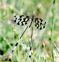 Nemoptera sinuata