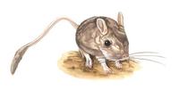 Image of: Allactodipus bobrinskii (Bobrinski's jerboa)