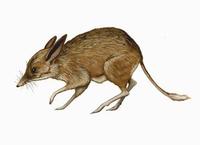 Image of: Chaeropus ecaudatus (pig-footed bandicoot)