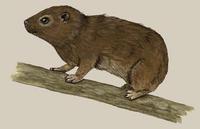 Image of: Dendrohyrax dorsalis (western tree hyrax)