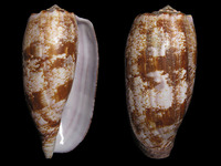 Conus geographus