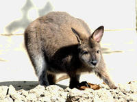 Image of: Macropus rufogriseus (red-necked wallaby)