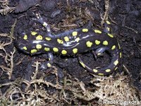 Ambystoma maculatum - Spotted Salamander