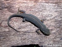 Triturus boscai - Bosca's Newt