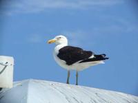 Larus pacificus - Pacific Gull