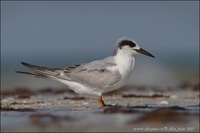 Sterna dougallii - Roseate Tern