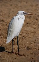 Egretta gularis - Western Reef-Egret