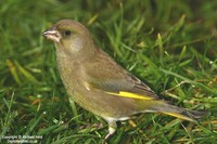 Carduelis chloris - European Greenfinch