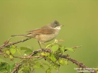 Sylvia communis - Whitethroat