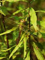 Image of: Anax junius (green darner)