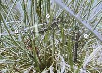 Image of: Mantophasmatodea (gladiators), Lobophasma redelinghuisensis, Praedatophasma maraisi, K...