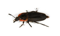 Image of: Silphidae (carrion beetles)