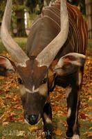 Tragelaphus eurycerus isaaci