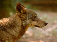 Canis lupus signatus - Iberian Wolf