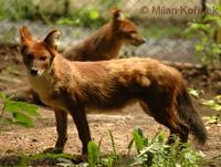 Cuon alpinus lepturus - Chinese Alpine Wolf