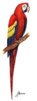 Image of: Ara macao (scarlet macaw)