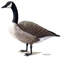 Image of: Branta canadensis (Canada goose)