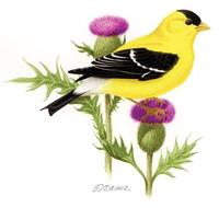 Image of: Carduelis tristis (American goldfinch)