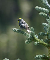 Image of: Dendroica coronata (yellow-rumped warbler)