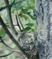 Image of: Dendroica petechia (yellow warbler)